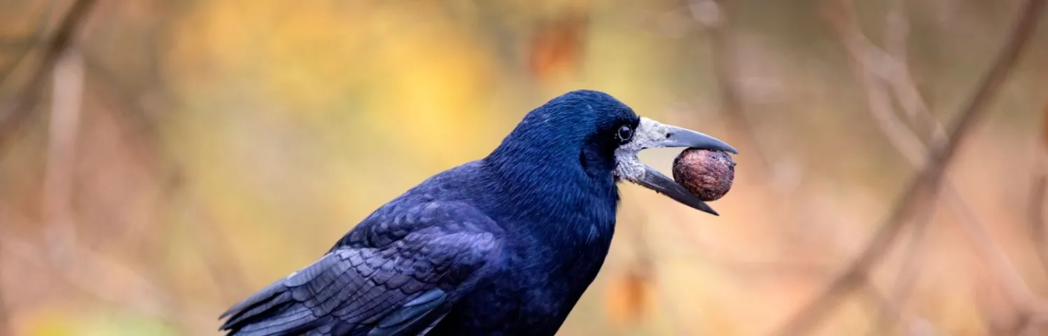 Le corbeau freux, souvent confondu avec la corneille noire, a un bec gris blanchâtre et des reflets violets ou bleus sur son plumage. Il est très bavard et niche en colonie.