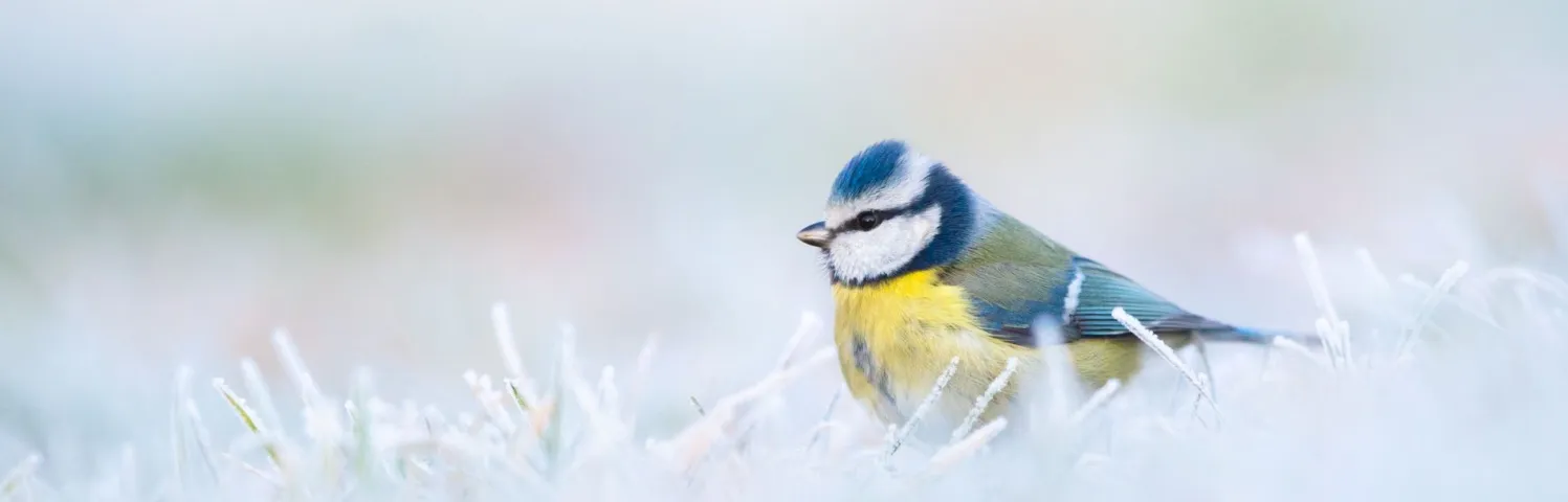 Une mésange bleue dans le froid matinal : en hiver, les oiseaux passent près de la moitié de leur journée à chercher de la nourriture et dépensent beaucoup d’énergie pour maintenir leur température corporelle.