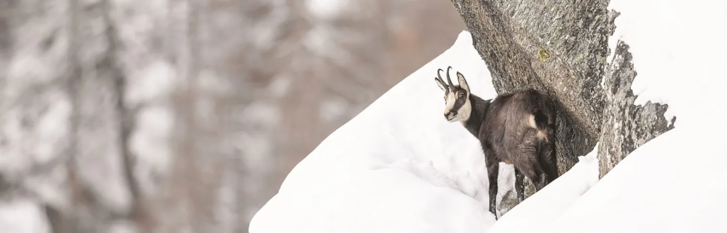 La course du chamois dans une pente avec 50 cm de poudreuse demande 60 fois plus d'énergie que la marche normale sur terrain plat. Évitons de le faire fuir !