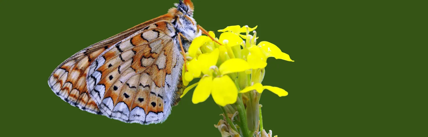 Le damier de la succise est un papillon rare. Il doit son nom à la succise des prés, plante indispensable à ses chenilles. Sa présence indique des prairies naturelles en bon état, riches en fleurs et gérées de manière extensive.