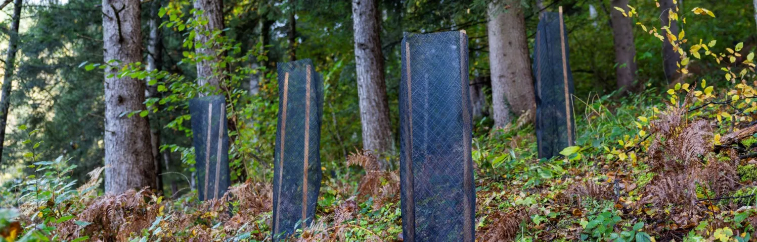 Arbres plantés dans le cadre du dispositif« Un arbre, un habitant en Isère »