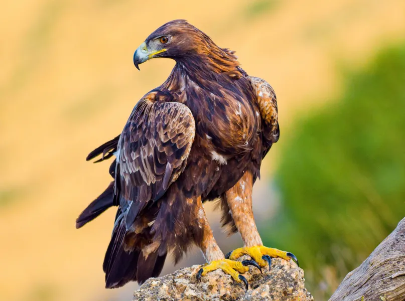 Photographie d'un aigle royal