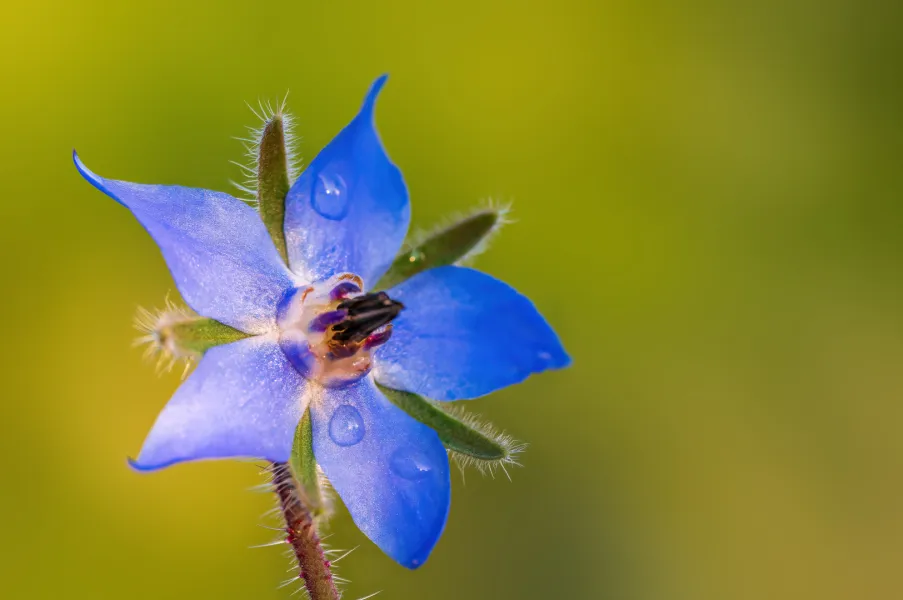 Photographie de bourrache