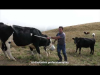Isère Agri'Tour : Un fidèle berger veille sur le plus grand alpage de France